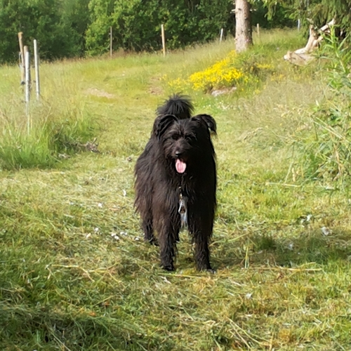 Urlaub im Schwarzwald (11)